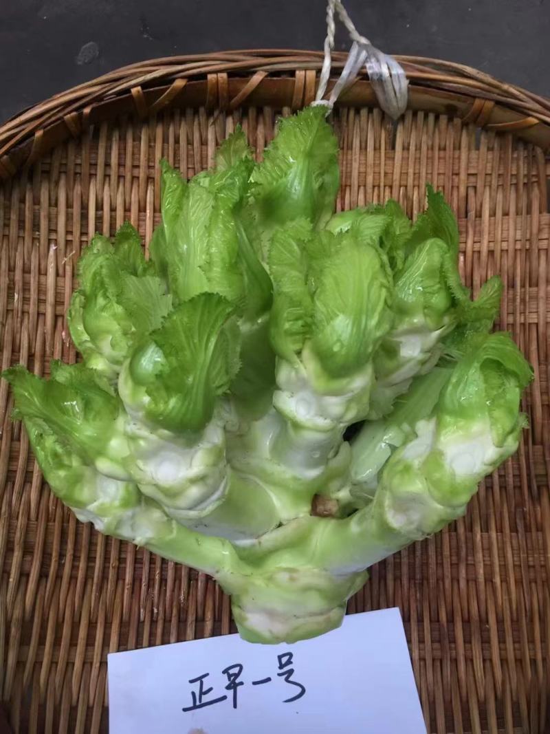 正早一号儿菜种子早熟儿大清香微甜脆嫩膨大速度快上市早