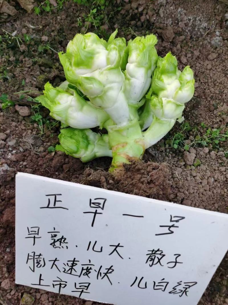 正早一号儿菜种子早熟儿大清香微甜脆嫩膨大速度快上市早