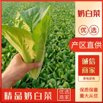 小白菜，奶白菜大型冷库预冷！对接电商团购全国市场