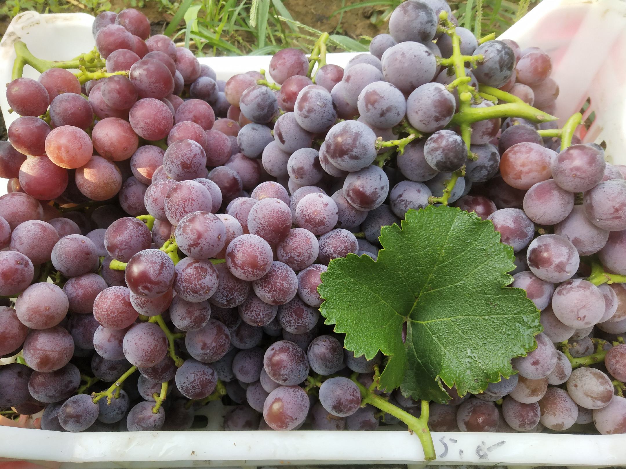 巨峰葡萄果冻成品图