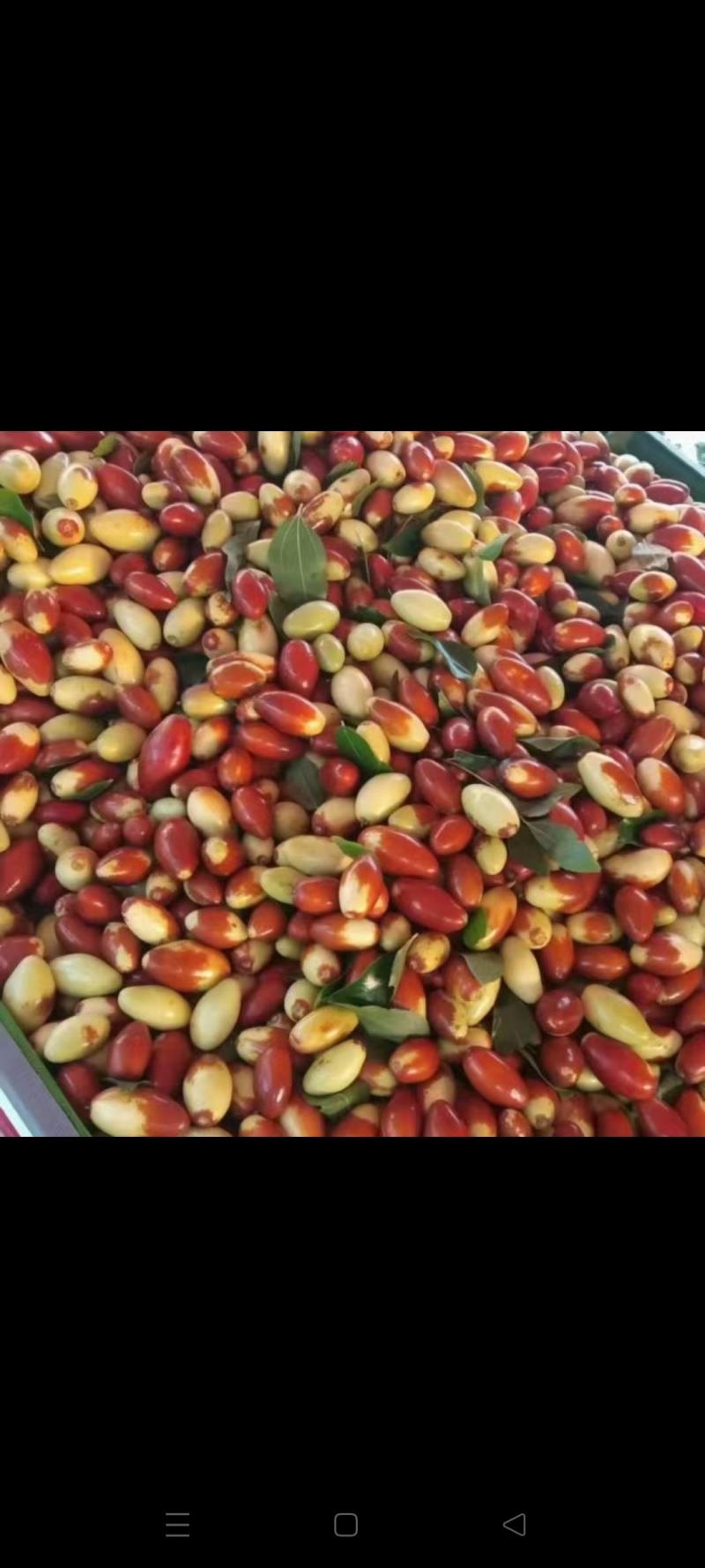 马牙枣