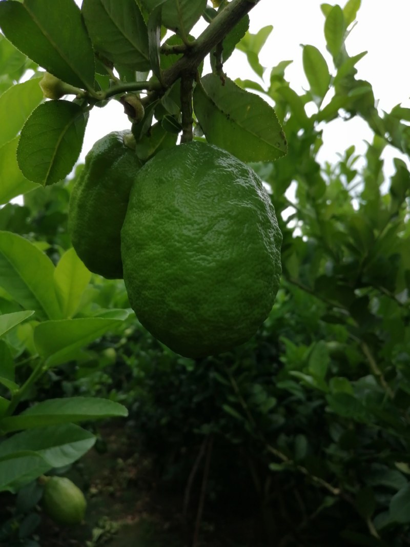 香水柠檬
