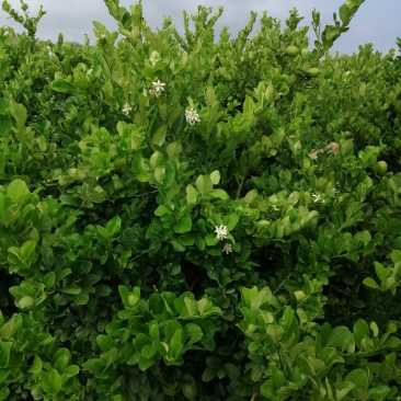 香水柠檬