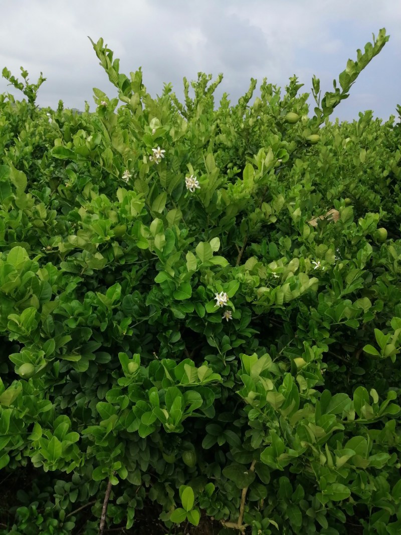 香水柠檬