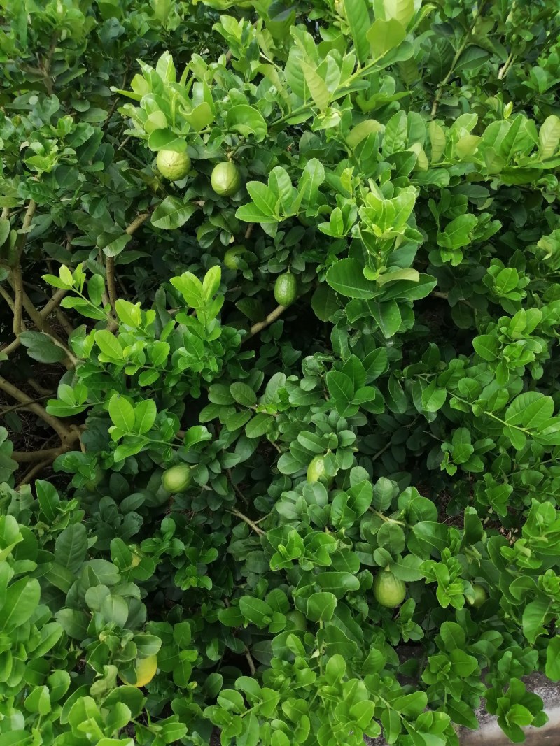 香水柠檬
