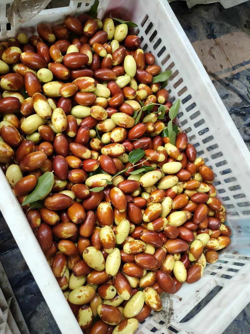 山地马牙枣