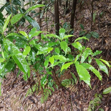 连南大瑶山纯野生白花牛奶根，香味浓郁十足，根细颜色漂亮。