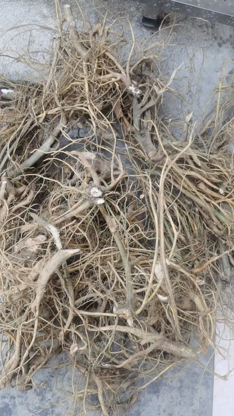 连南大瑶山纯野生白花牛奶根，香味浓郁十足，根细颜色漂亮。