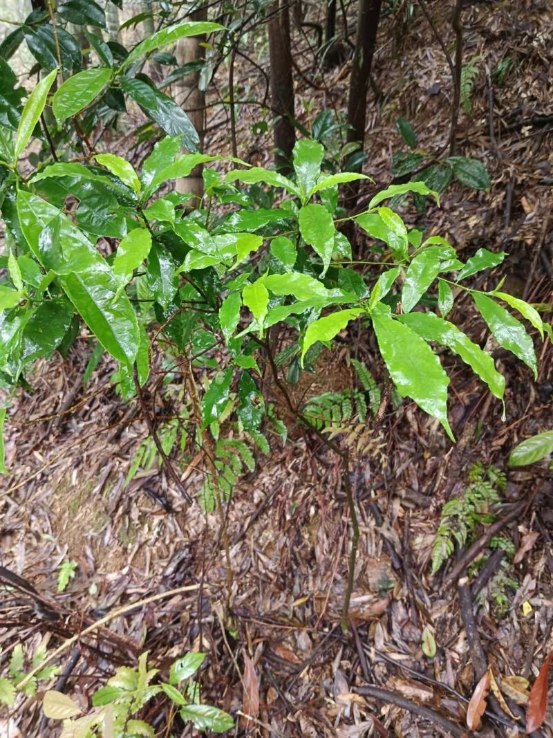 连南大瑶山纯野生白花牛奶根，香味浓郁十足，根细颜色漂亮。