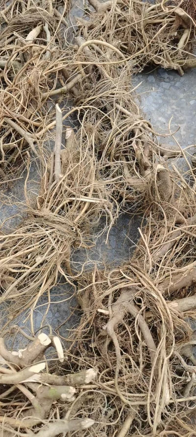 连南大瑶山纯野生白花牛奶根，香味浓郁十足，根细颜色漂亮。
