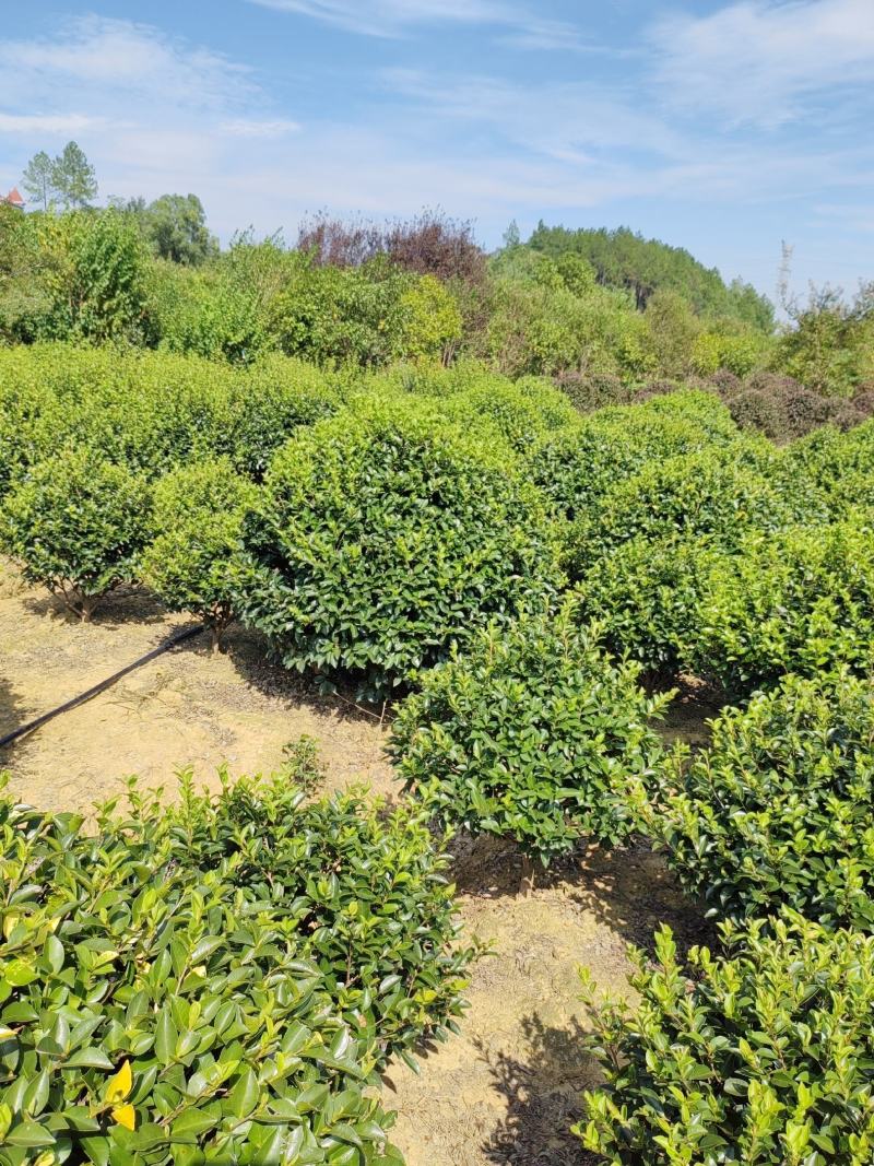 茶梅球湖南基地发货规格多样量大从优欢迎电联合作