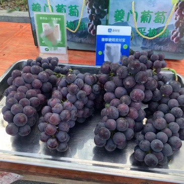 正宗奉节三峡之巅葡萄巨峰
