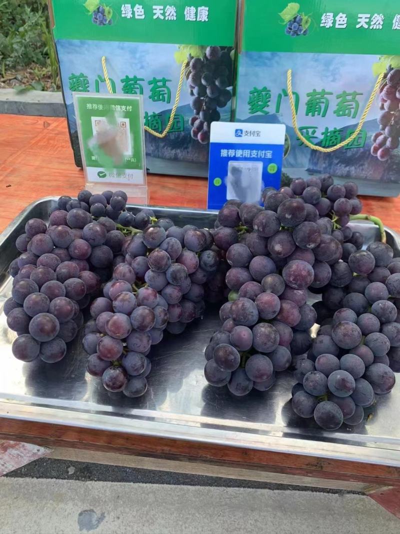 正宗奉节三峡之巅葡萄巨峰