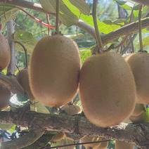 新西兰引进品种海沃德猕猴桃