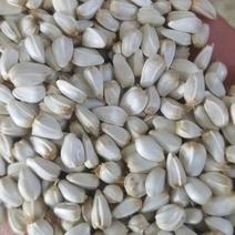 新疆精品红花籽，原产地直发直接全国批发，欢迎来电订购