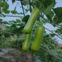 福建漳州葫芦瓜，瓠瓜，蒲瓜，无瓜，胡瓜来电有惊喜