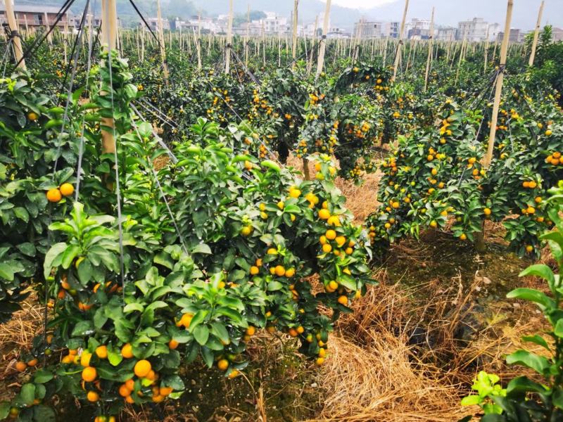 广西平南优质沙糖桔大量上市了，欢迎选购下单千亩金秋沙糖桔