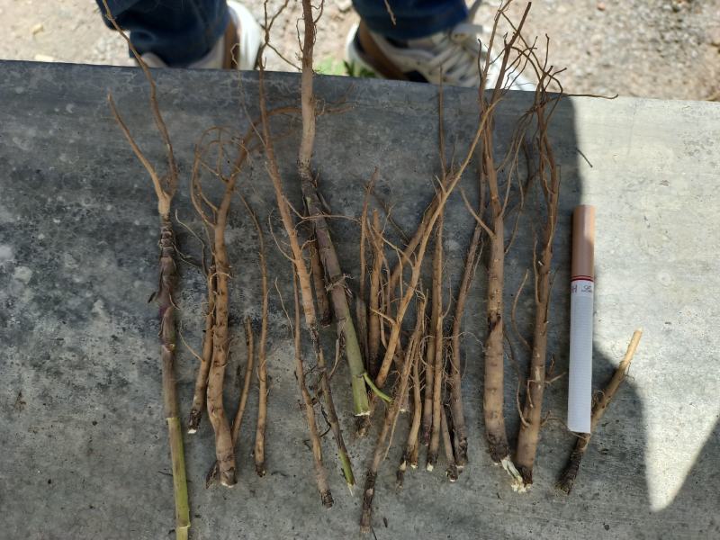 柴胡鲜货、干货每年大量有货