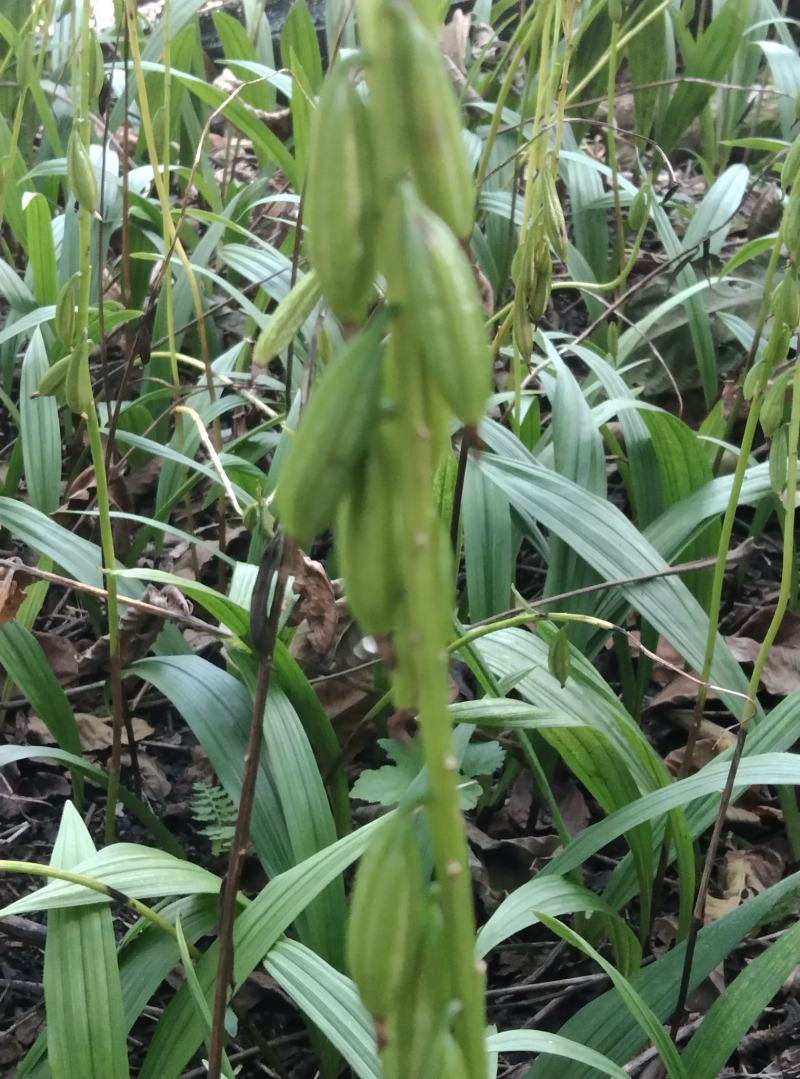 【大量上市】精品毛慈姑种子毛慈菇果荚保质保量