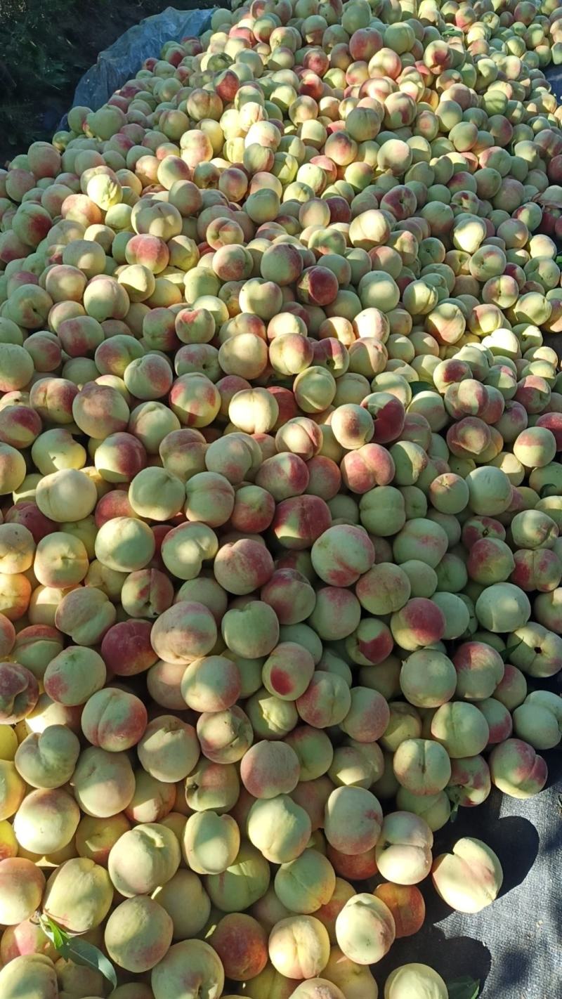 超甜蜜桃，山东淄博，10万斤左右