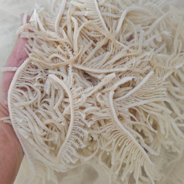 精品千层质量好，精品千层质量好，精品千层质量好，