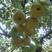 宁陵县百年老梨树，弧小.糖分足.果形优美
