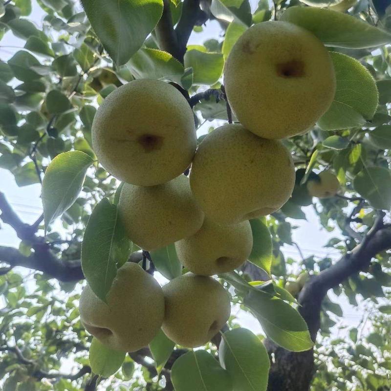 宁陵县百年老梨树，弧小.糖分足.果形优美