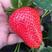 优质脱毒草莓苗红颜隋珠现挖现发品种保证保湿邮寄