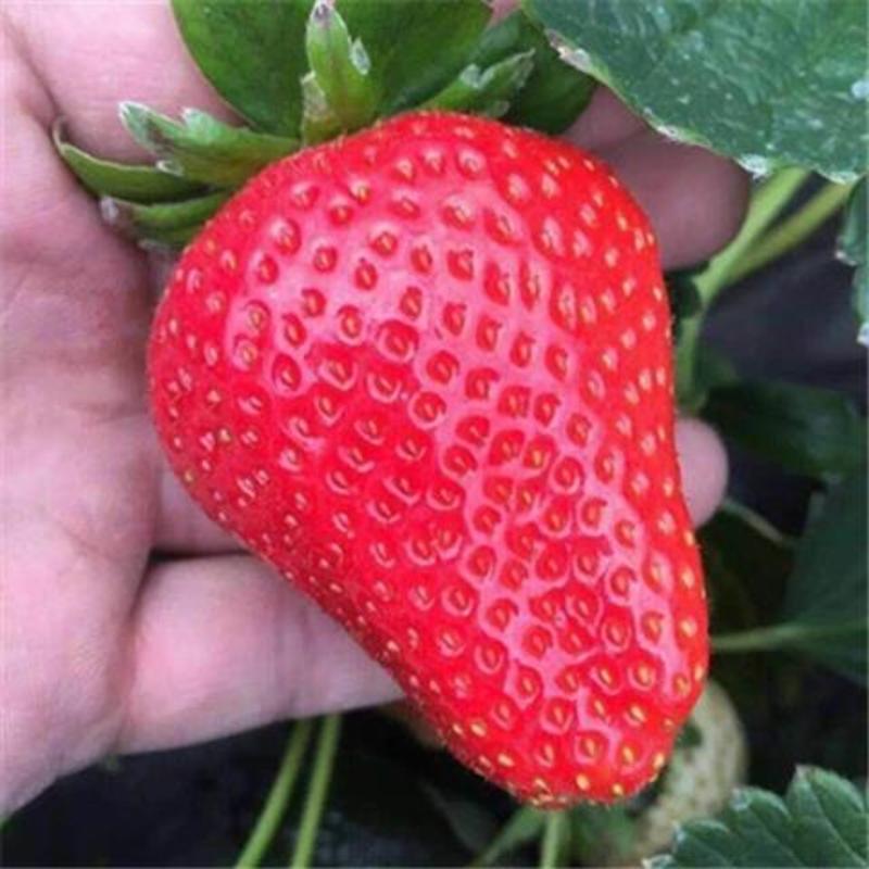 优质脱毒草莓苗红颜隋珠现挖现发品种保证保湿邮寄