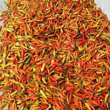 小米辣