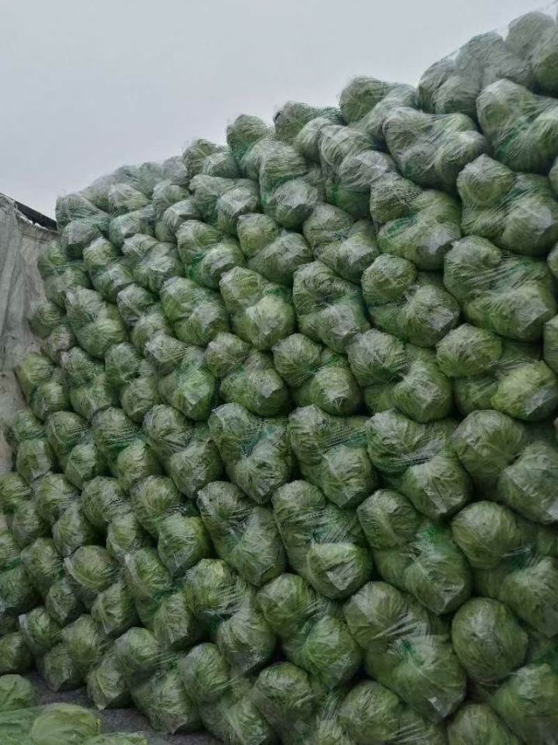 河北精品甘蓝圆包菜产地直发品质保证货源充足