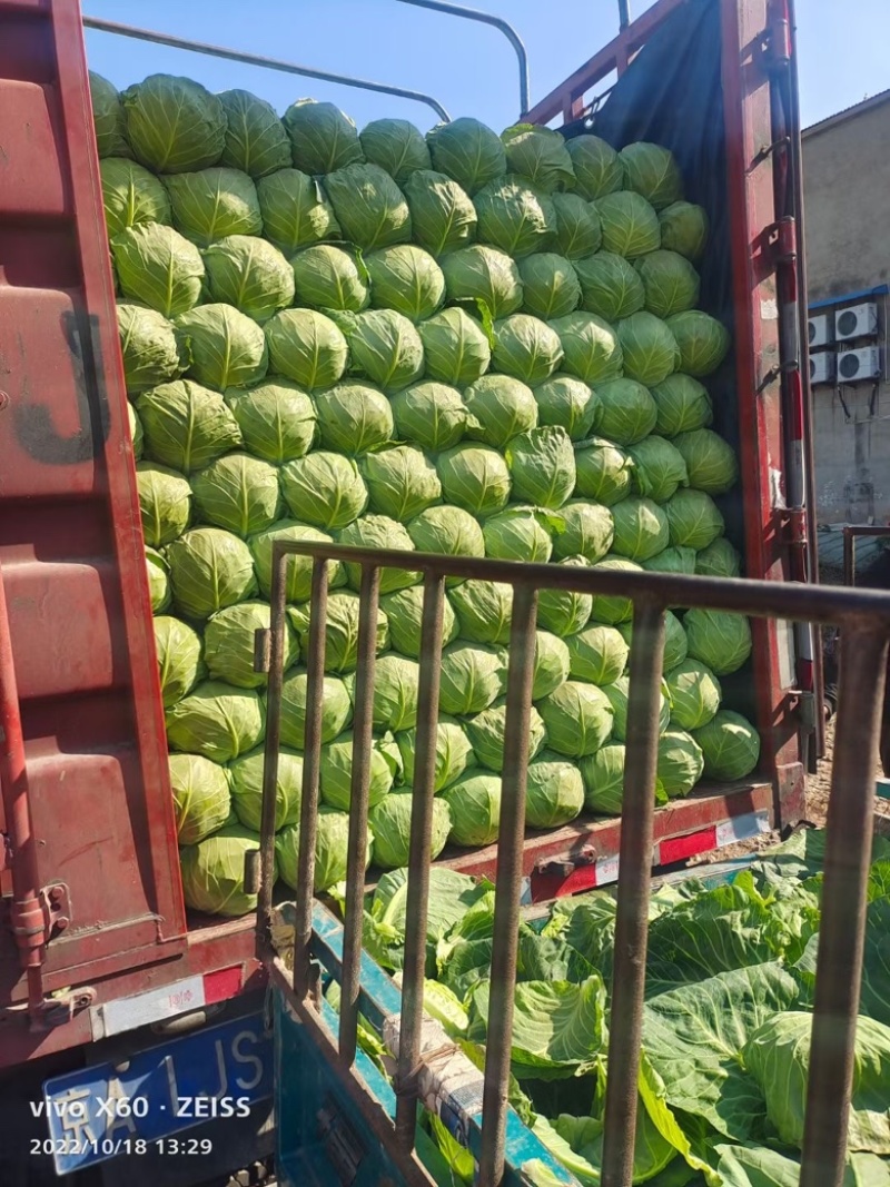 河北精品甘蓝圆包菜产地直发品质保证货源充足