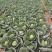 河北精品甘蓝圆包菜产地直发品质保证货源充足