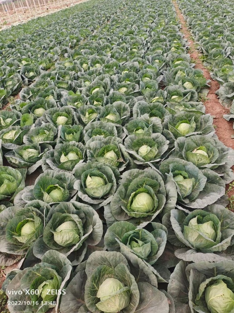 河北精品甘蓝圆包菜产地直发品质保证货源充足