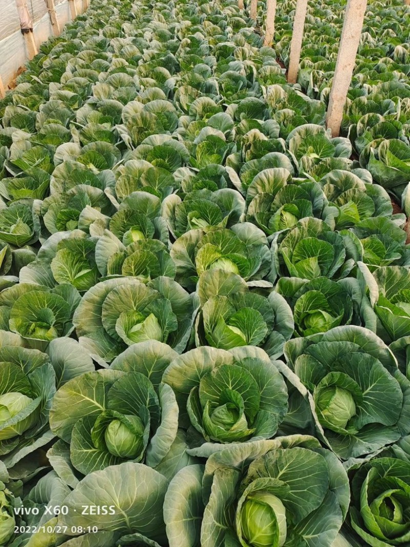 河北精品甘蓝圆包菜产地直发品质保证货源充足