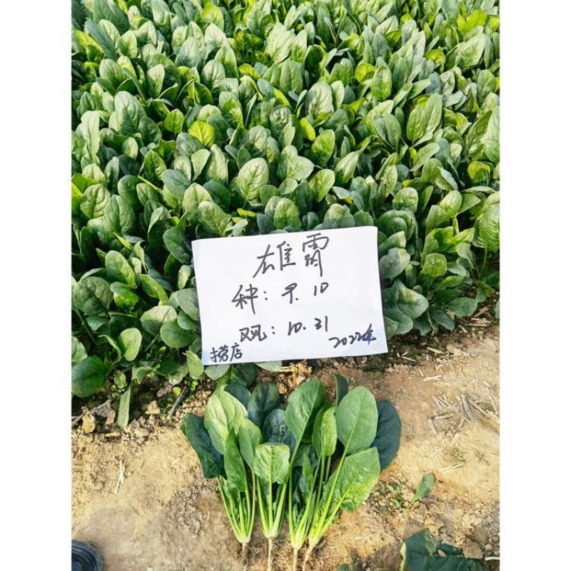 黑优181雄霸无霜黑圆叶菠菜种子耐寒抗病直丹麦进口菠菜种