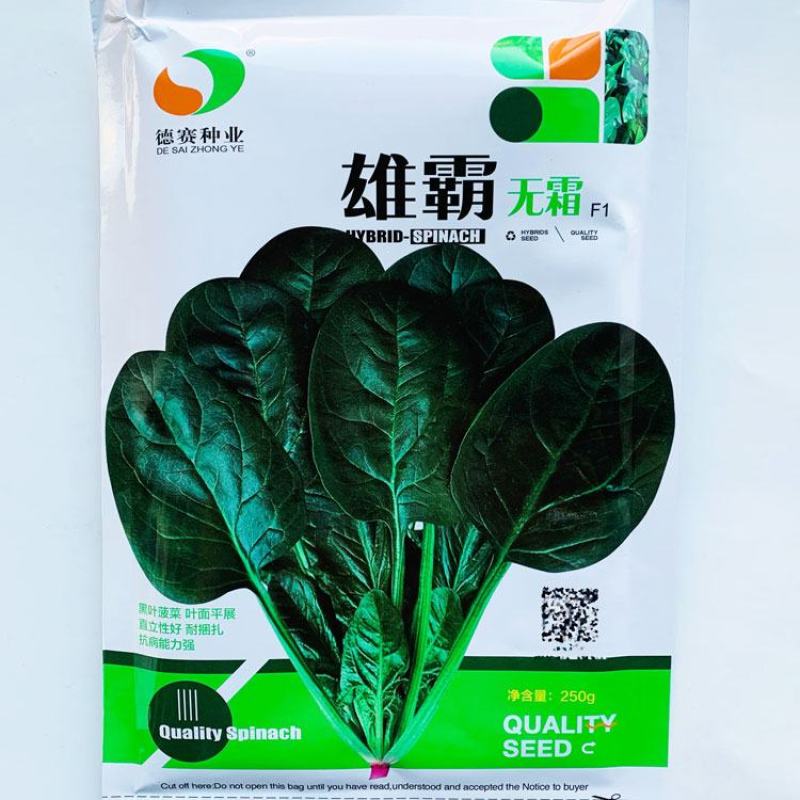 黑优181雄霸无霜黑圆叶菠菜种子耐寒抗病直丹麦进口菠菜种