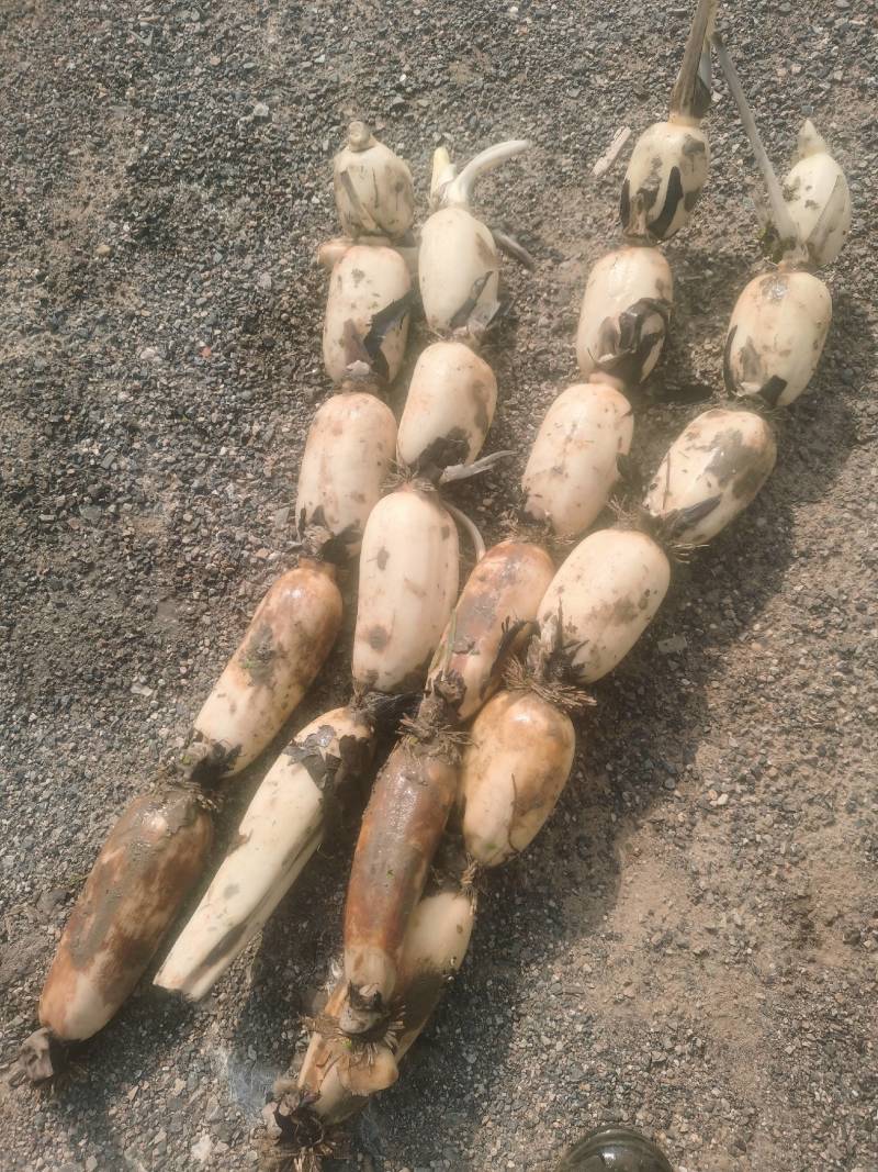 鄂莲6号莲藕上市了