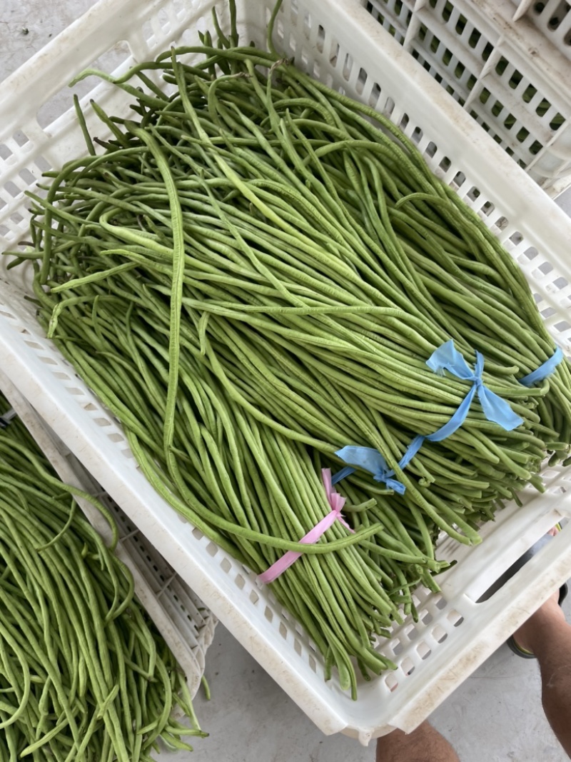 豆角豇豆长豆角豇豆长豇豆红豆角东台长豆