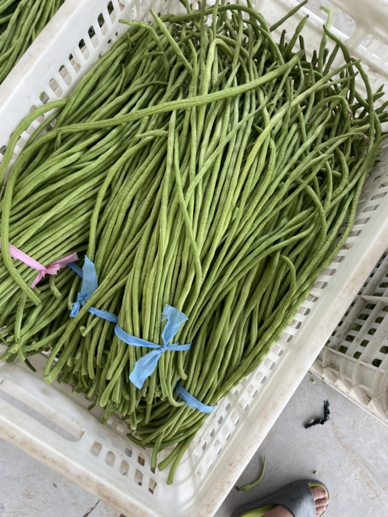 豆角豇豆长豆角豇豆长豇豆红豆角东台长豆