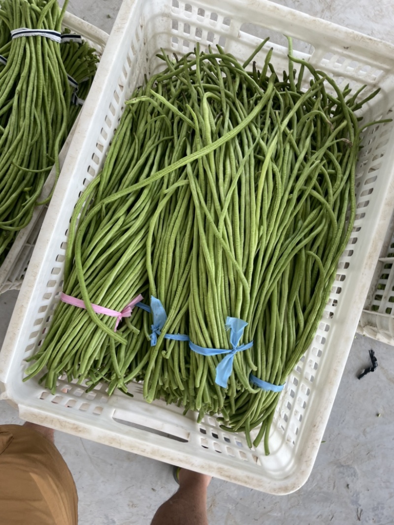 豆角豇豆长豆角豇豆长豇豆红豆角东台长豆