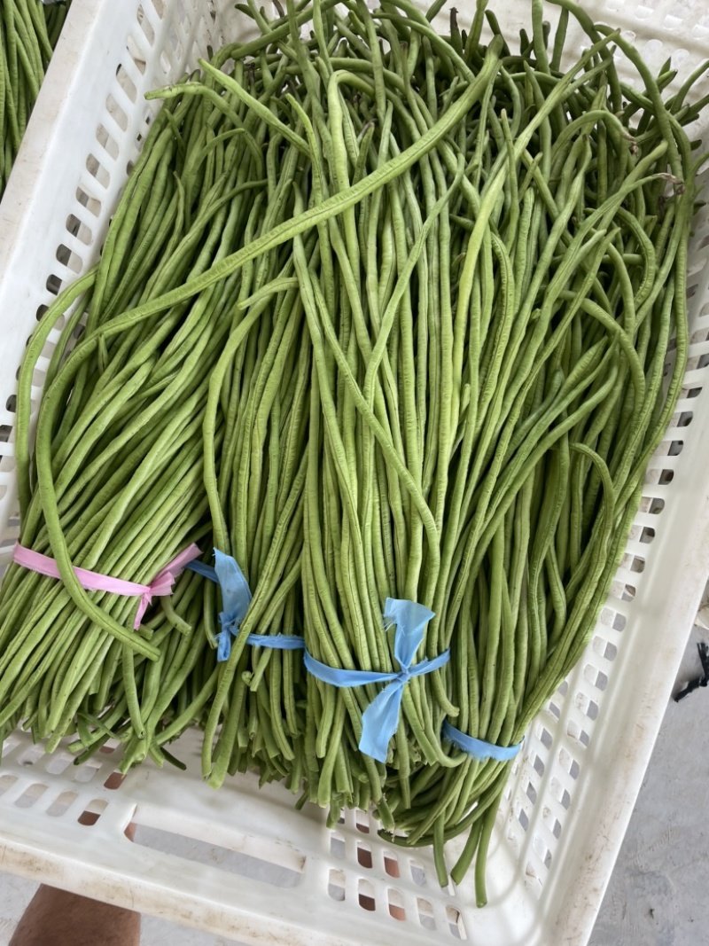豆角豇豆长豆角豇豆长豇豆红豆角东台长豆