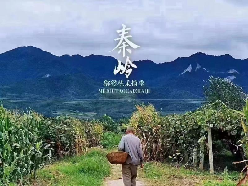 眉县本地（自家）猕猴桃，现摘现发
