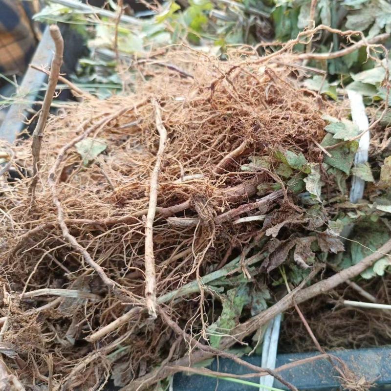 河南南阳艾草苗艾根艾叶大量供应成活率高包回收欢迎