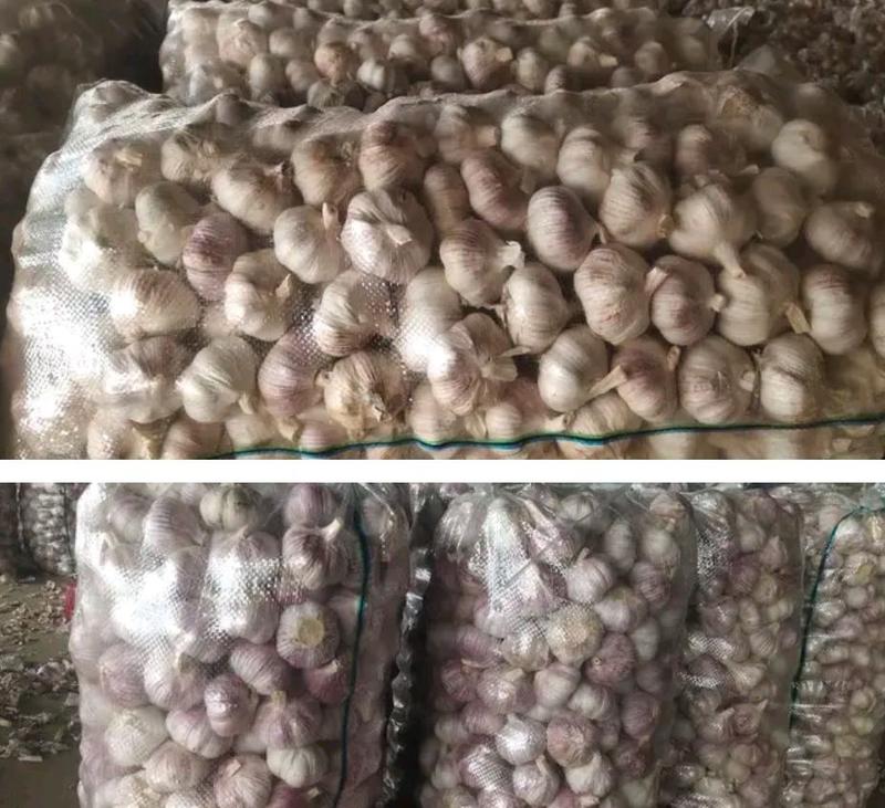 精品紫皮蒜供出口4～6公分市场货6～7公分深加工保质量