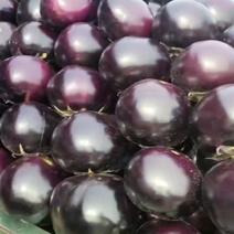 紫光圆茄