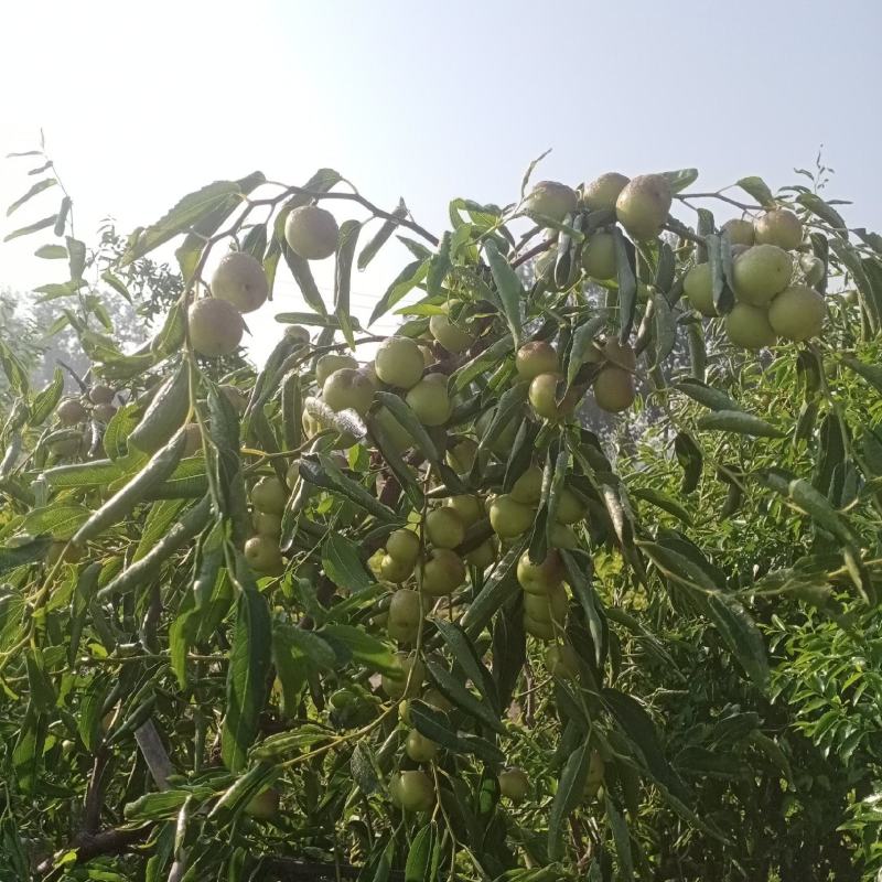 鲁杰冬枣种植户