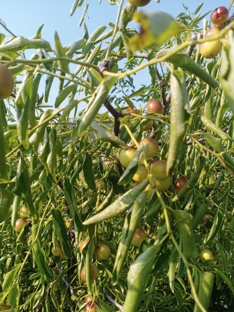 鲁杰冬枣种植户