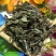 败酱草新货颜色好无硫农民伯伯自己采摘，实拍现货