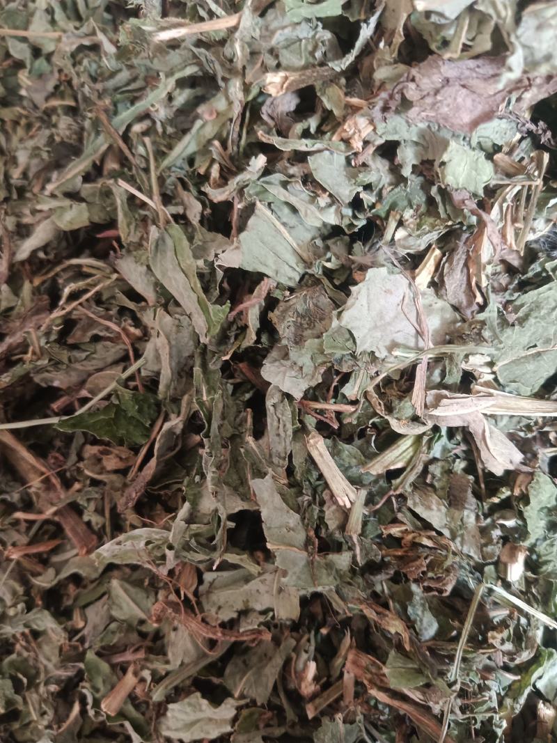 败酱草新货颜色好无硫农民伯伯自己采摘，实拍现货